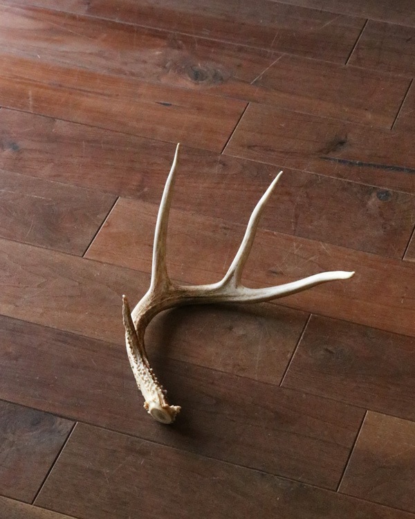 Deer Antler L-No.03�ü��γ� L-No.03