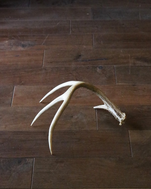 Deer Antler L-No.03�ü��γ� L-No.03