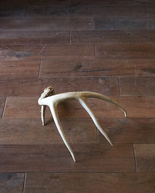Deer Antler L-No.03�ü��γ� L-No.03