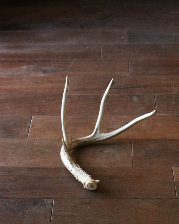 Deer Antler L-No.03�ü��γ� L-No.03