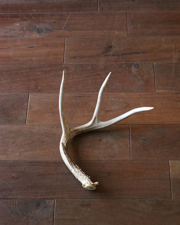 Deer Antler L-No.03�ü��γ� L-No.03