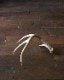 Deer Antler L-No.03�ü��γ� L-No.03