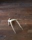 Deer Antler L-No.03�ü��γ� L-No.03
