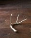 Deer Antler L-No.03�ü��γ� L-No.03