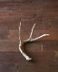 Deer Antler L-No.03�ü��γ� L-No.03