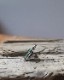 Turquoise Ring B�å������������ B