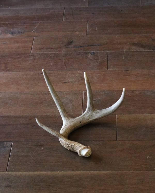 Deer Antler L-No.04�ü��γ� L-No.04