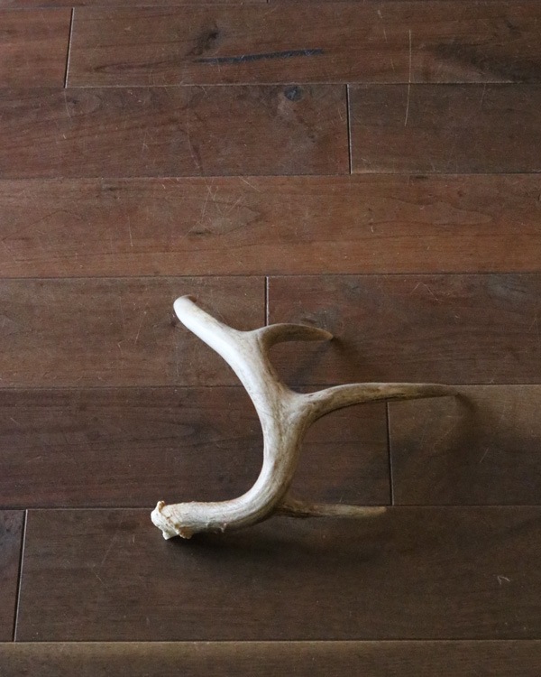 Deer Antler L-No.04�ü��γ� L-No.04