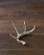 Deer Antler L-No.04�ü��γ� L-No.04
