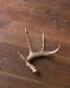Deer Antler L-No.04�ü��γ� L-No.04