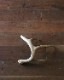 Deer Antler L-No.04�ü��γ� L-No.04