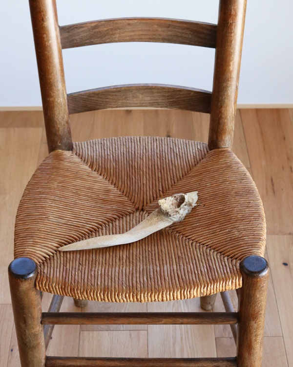 Goat Horn A�û��Ӥγ� A