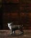 Bulldog Ornament�å֥�ɥå������ʥ���