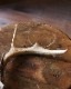 Deer Antler S-No.6�ü��γ� S-No.6