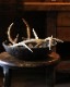 Deer Antler S-No.6�ü��γ� S-No.6