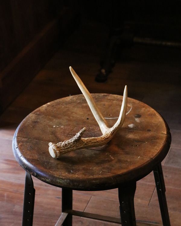 Deer Antler D �ü��γ� D