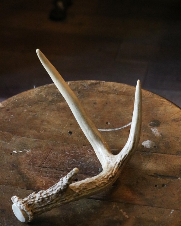 Deer Antler D �ü��γ� D