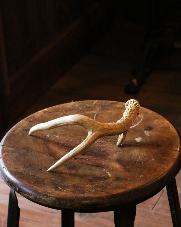 Deer Antler D �ü��γ� D