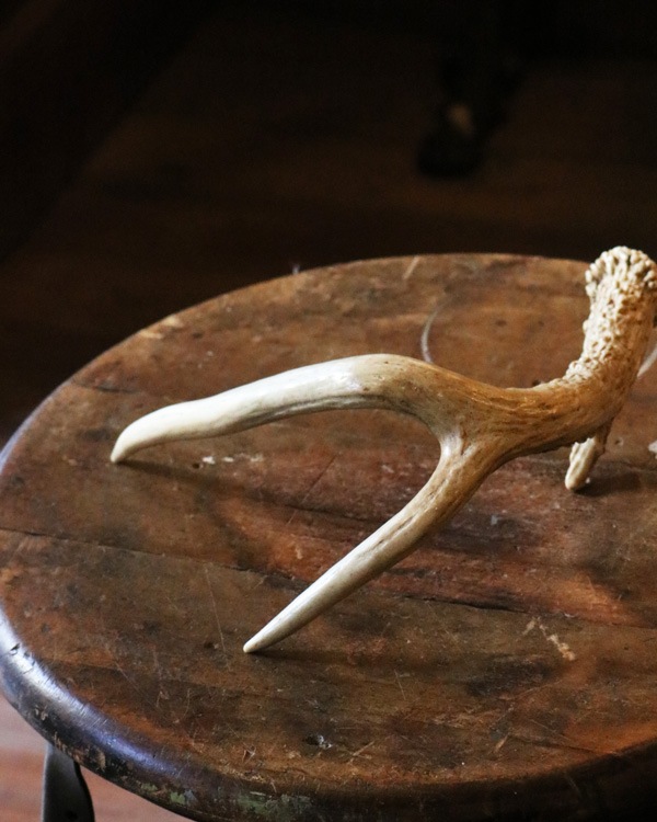 Deer Antler D �ü��γ� D