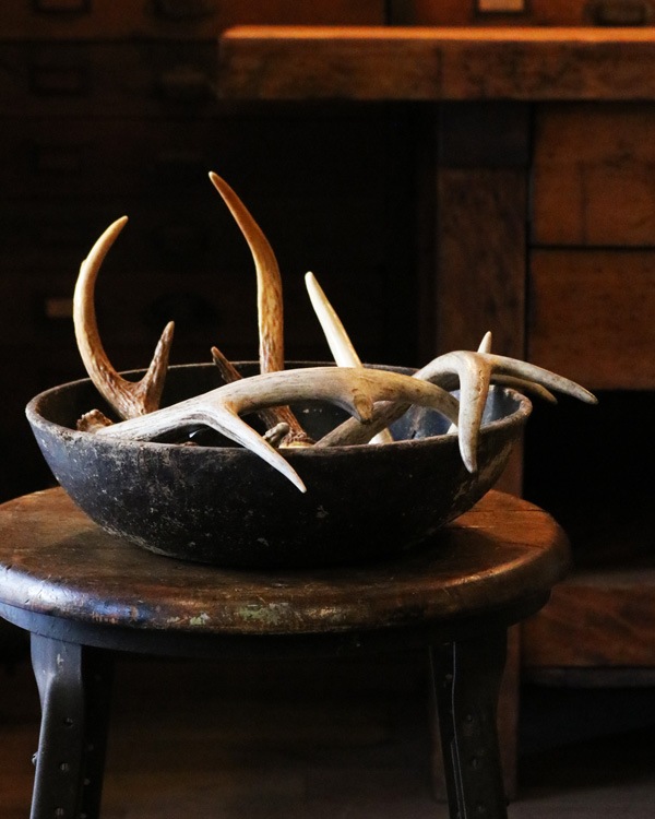 Deer Antler D �ü��γ� D