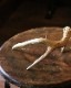 Deer Antler D �ü��γ� D