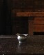 Pewter Creamer| �ԥ塼���������꡼�ޡ�