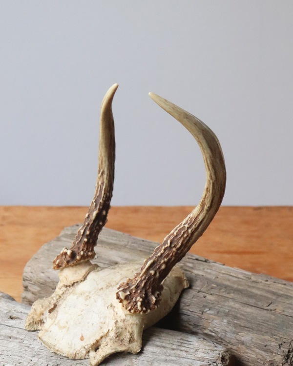 Deer Antler C�ü��γ� C