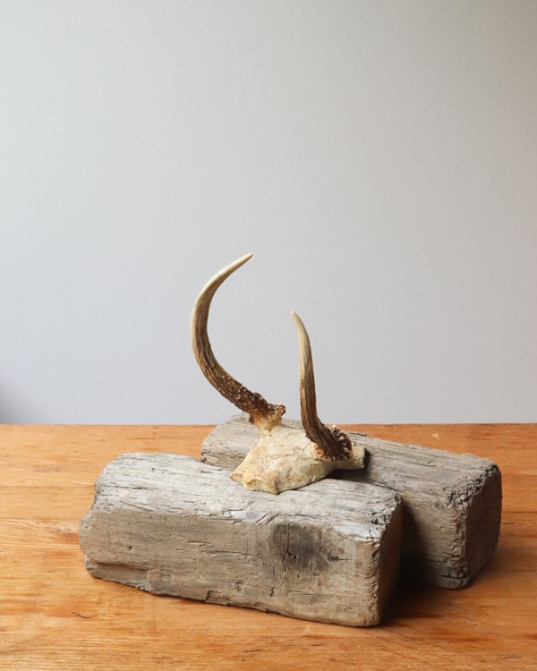 Deer Antler C�ü��γ� C