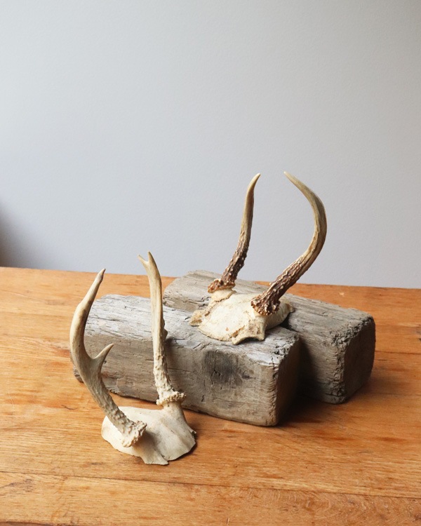 Deer Antler C�ü��γ� C