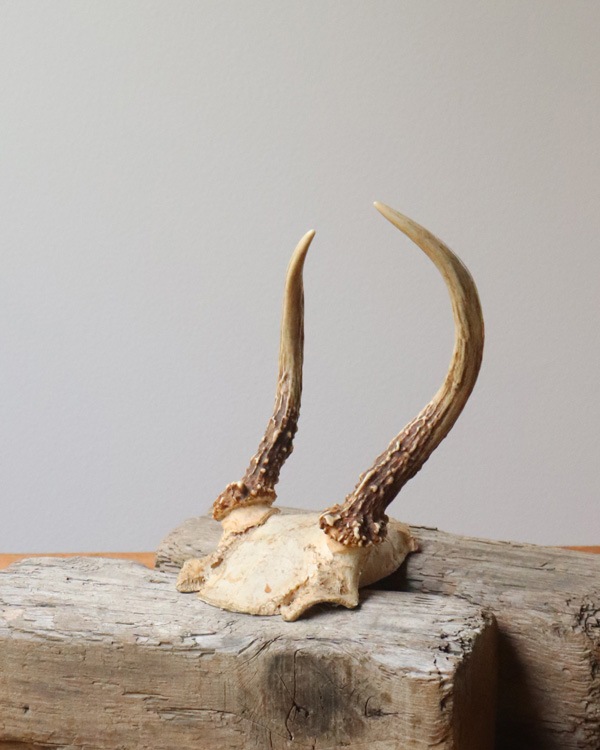 Deer Antler C�ü��γ� C