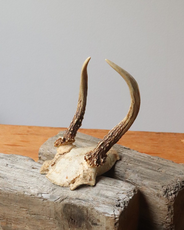 Deer Antler C�ü��γ� C