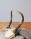 Deer Antler C�ü��γ� C