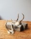 Deer Antler C�ü��γ� C