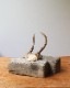 Deer Antler C�ü��γ� C