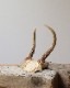 Deer Antler C�ü��γ� C