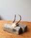Deer Antler C�ü��γ� C
