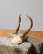 Deer Antler C�ü��γ� C
