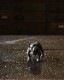 Bulldog Ornament A�å֥�ɥå������ʥ��� A��