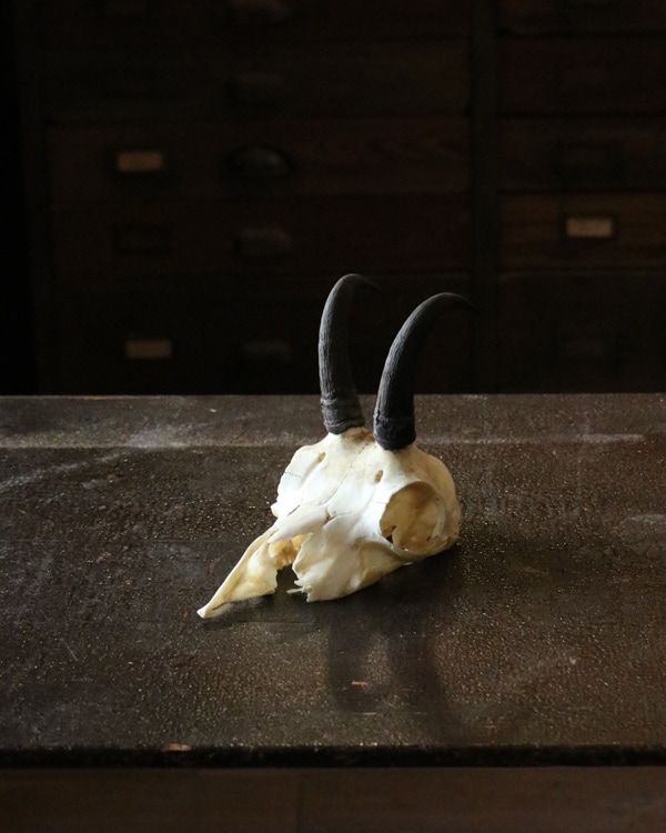 Little Goat｜山羊の角
