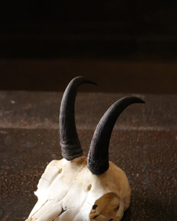 Little Goat｜山羊の角