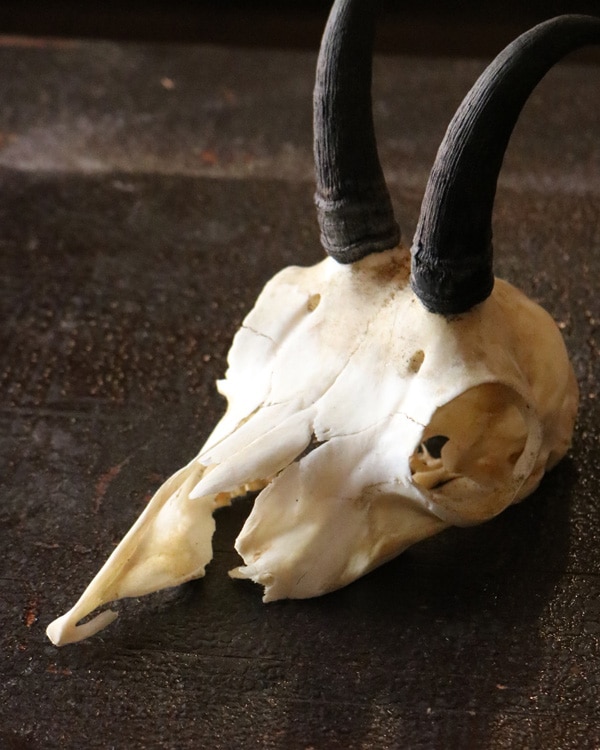 Little Goat｜山羊の角