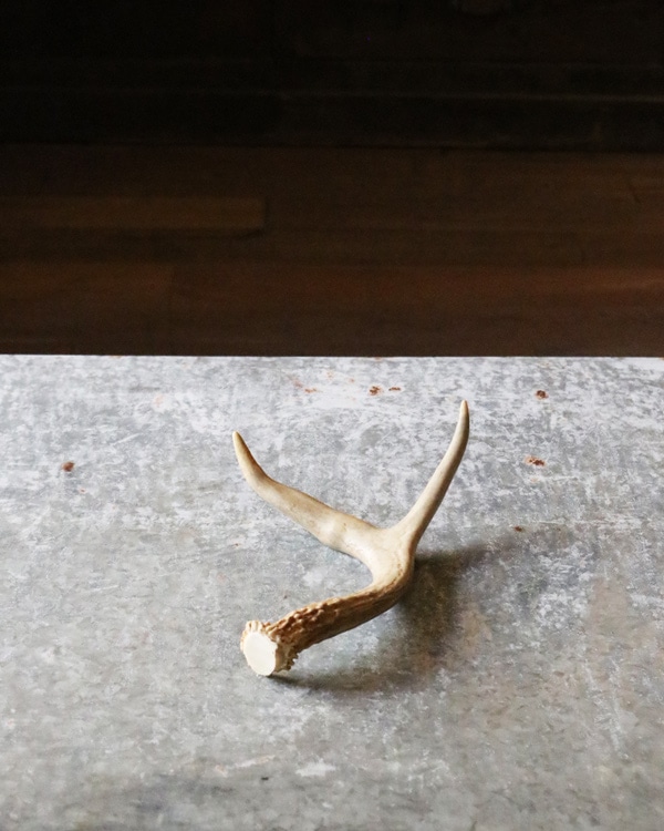 Deer Antler S-F｜鹿の角 S-F