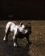 Bulldog Ornament B�å֥�ɥå��Υ����ʥ��� B
