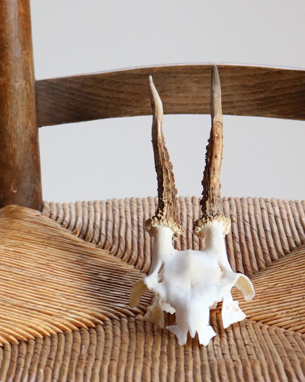 Deer Skull �ü���Ƭ��