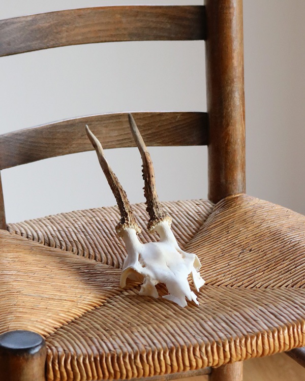 Deer Skull �ü���Ƭ��
