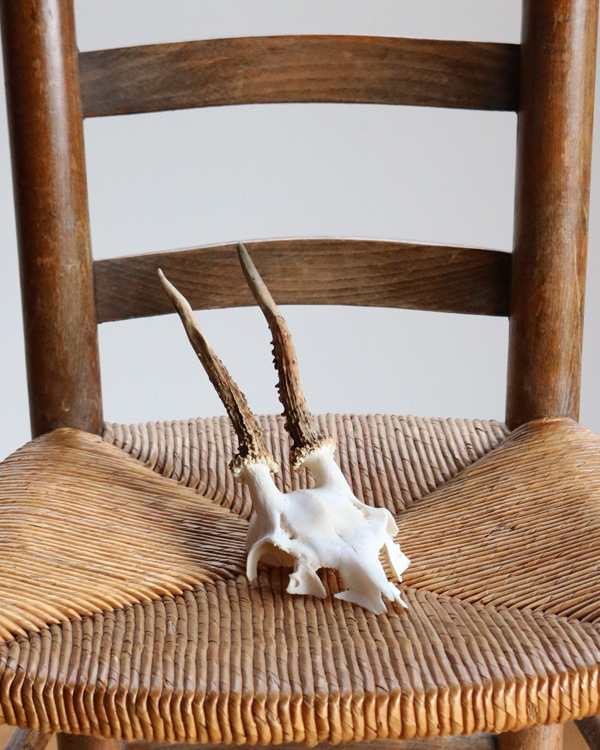 Deer Skull �ü���Ƭ��