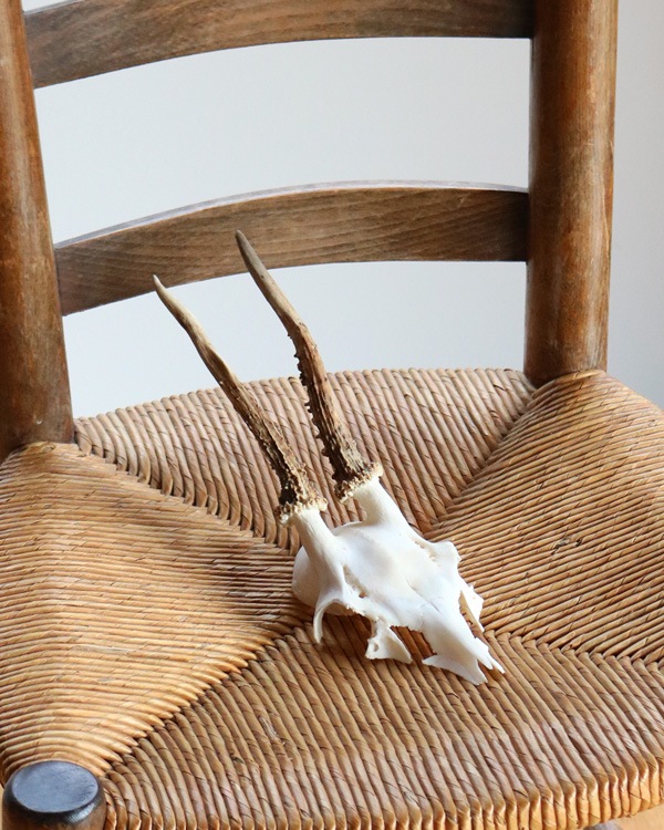 Deer Skull �ü���Ƭ��