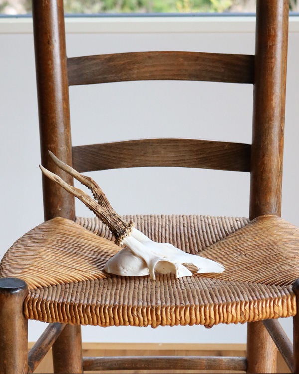 Deer Skull �ü���Ƭ��