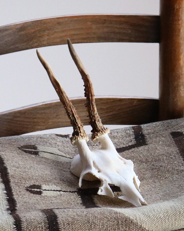 Deer Skull �ü���Ƭ��
