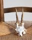 Deer Skull �ü���Ƭ��